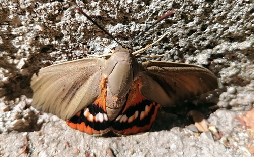 Fotografija naše čitateljice